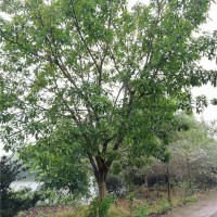 黄葛树（规格：10-30公分）