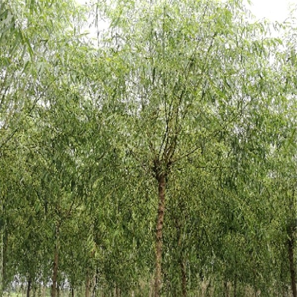 青皮垂柳  7—9公分-- 柳树基地