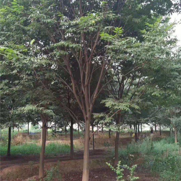 榉树-- 绿化工程苗木