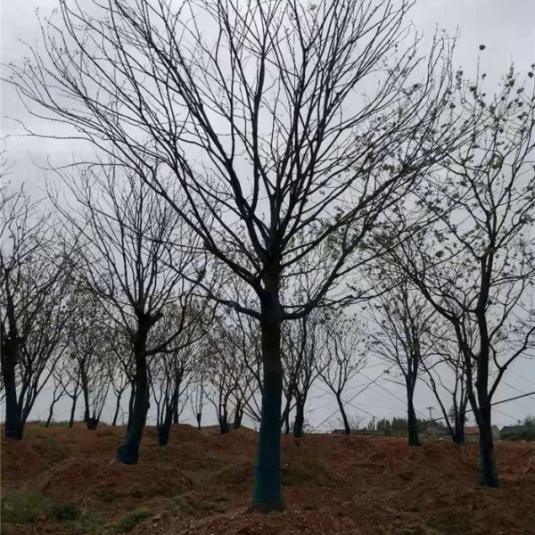 朴树-- 绿化工程苗木