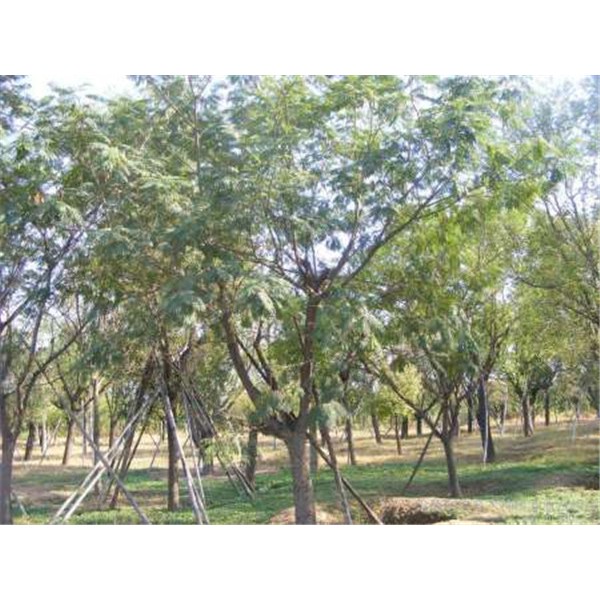 蒙古栎-- 怀仁木兰苗圃基地
