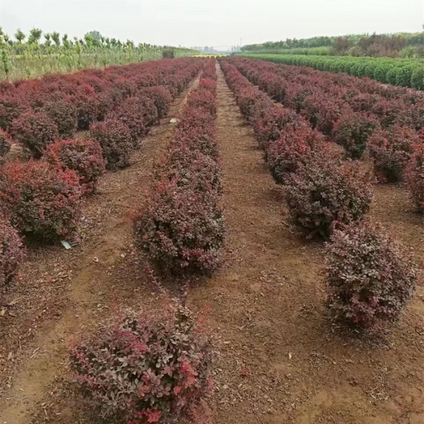 红叶小蘗-- 园林绿化工程