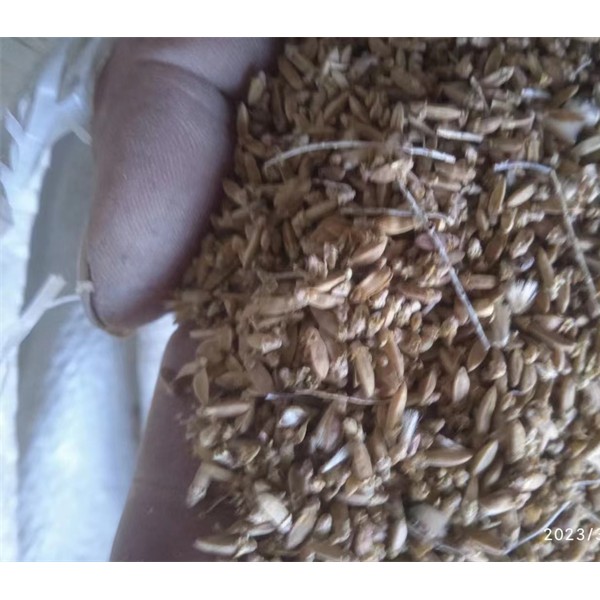 红砂种子-- 梭梭种子