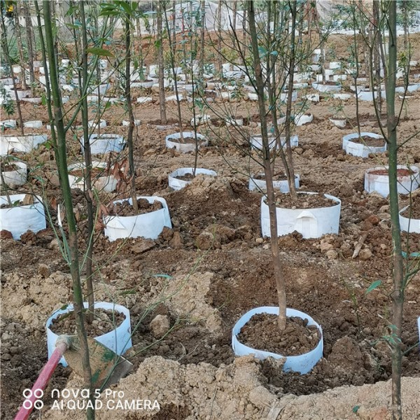 金丝楠木2米高，营养袋苗多少钱一株-- 金丝楠木苗基地