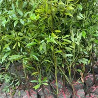 金丝楠木苗，1米高，成活率高