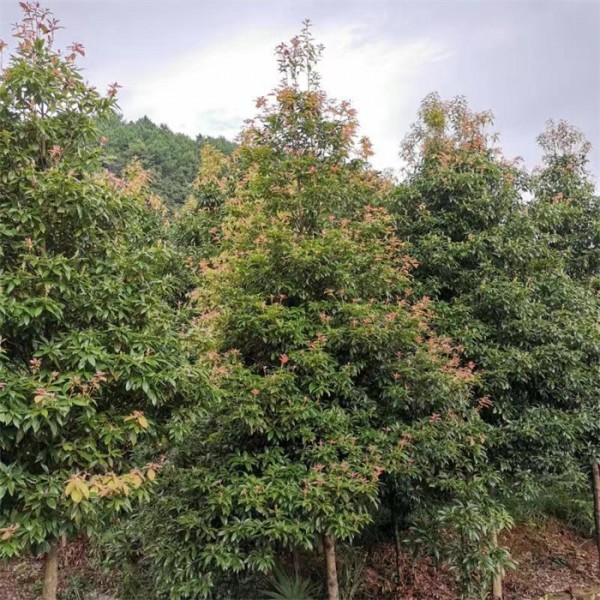 金丝楠木8公分，适合哪些地方种植-- 金丝楠木苗基地