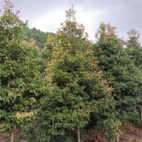 金丝楠木8公分，适合哪些地方种植